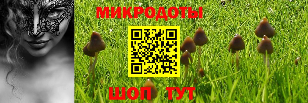 Псилоцибиновые грибы Psilocybine cubensis Новороссийск